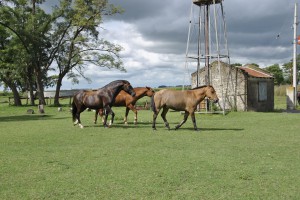 Arbeitsalltag auf einer argentinischen Ranch Arbeitsalltag auf einer argentinischen Ranch