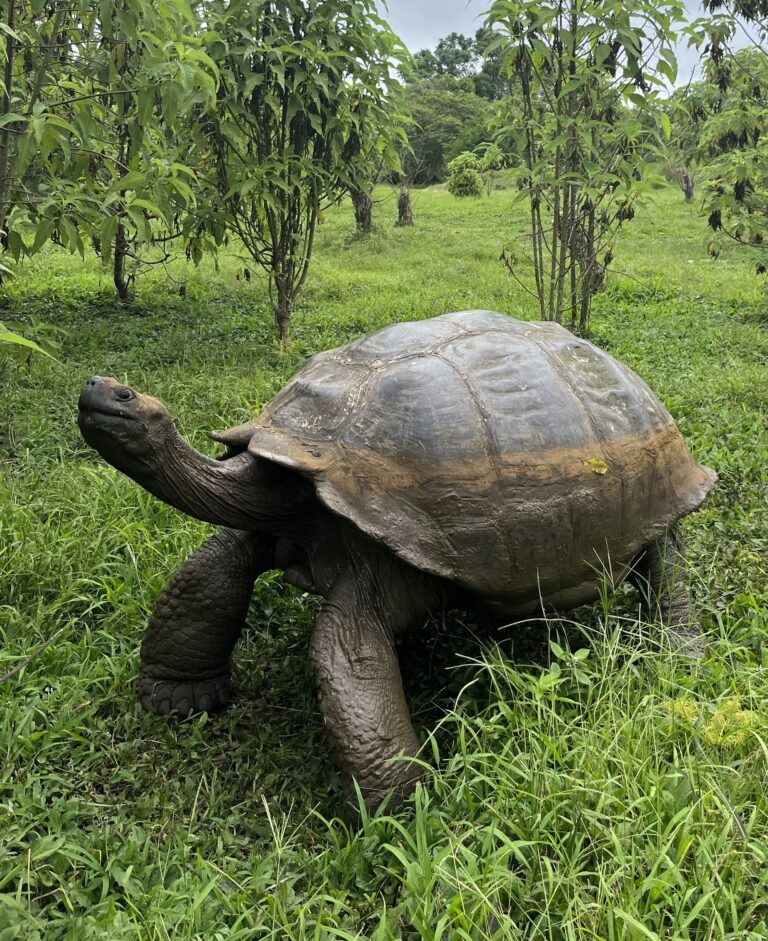 Galapagos1