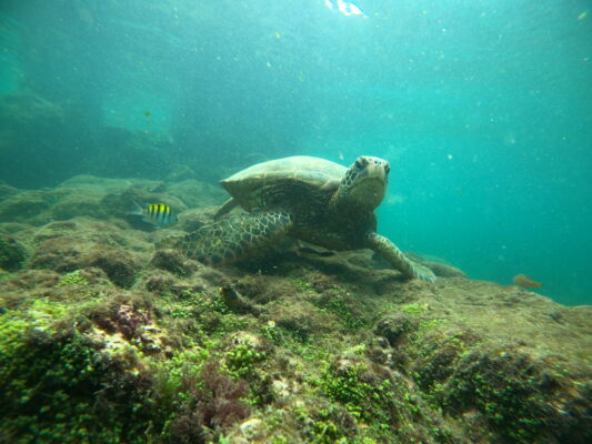 Galapagos2