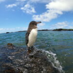 Galapagos3