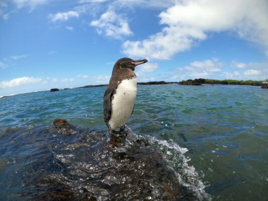 Galapagos3
