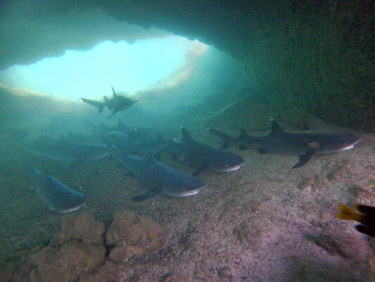 Galapagos6