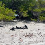 Galapagos7