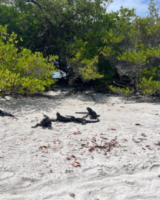 Galapagos7