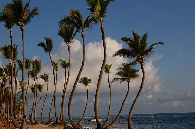 Karibik Palmen