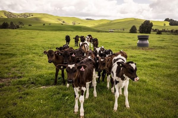 Natur in Neuseeland