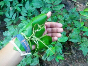 Handverletzung mit Bambusblättern behandeln