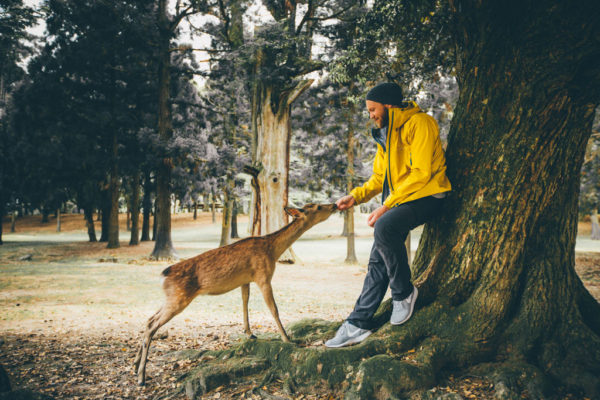 nara-rehe